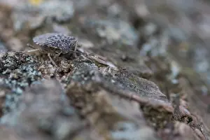 Macro image of an insect in Germany