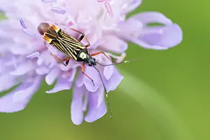 Images Dated 28th May 2020: Macro image of an insect in Germany
