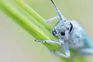 Images Dated 4th May 2020: Macro image of an insect in Germany