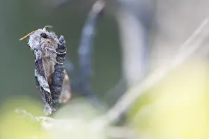 Images Dated 8th May 2020: Macro image of an insect in Germany