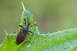 Images Dated 28th May 2020: Macro image of an insect in Germany