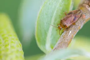 Images Dated 30th March 2020: Macro image of an insect in Germany