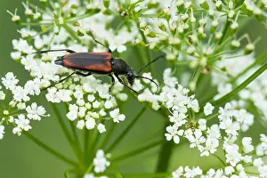 Images Dated 11th June 2020: Macro image of an insect in Germany