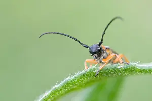 Images Dated 9th May 2020: Macro image of an insect in Germany