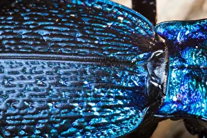 Images Dated 17th March 2020: Macro image of an insect in Germany