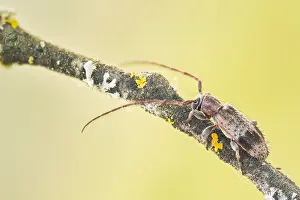 Images Dated 21st May 2020: Macro image of an insect in Germany