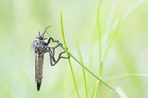 Images Dated 4th May 2020: Macro image of an insect in Germany