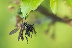 Images Dated 9th May 2020: Macro image of an insect in Germany