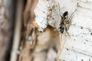 Images Dated 20th March 2020: Macro image of an insect in Germany