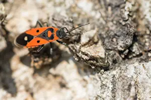 Images Dated 12th April 2020: Macro image of an insect in Germany