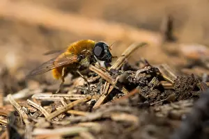 Images Dated 6th April 2020: Macro image of an insect in Germany
