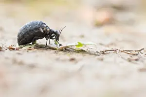 Images Dated 20th March 2020: Macro image of an insect in Germany
