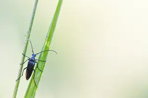Images Dated 7th May 2020: Macro image of an insect in Germany