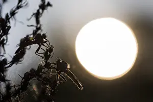 Images Dated 7th May 2020: Macro image of an insect in Germany