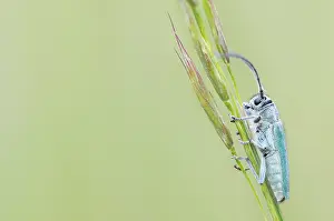 Images Dated 4th May 2020: Macro image of an insect in Germany