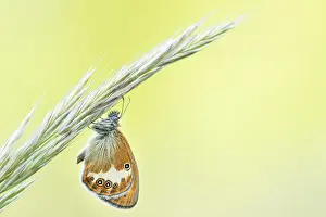 Images Dated 30th May 2020: Macro image of an insect in Germany