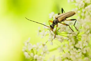 Images Dated 12th June 2020: Macro image of an insect in Germany