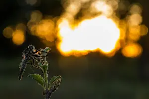Images Dated 21st May 2020: Macro image of an insect in Germany