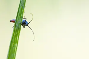 Images Dated 7th May 2020: Macro image of an insect in Germany