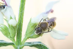 Images Dated 7th May 2020: Macro image of an insect in Germany