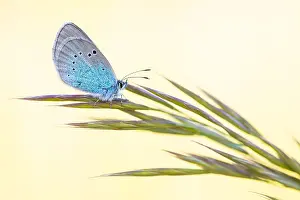 Images Dated 7th May 2020: Macro image of an insect in Germany