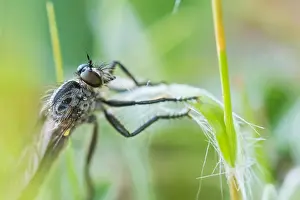 Images Dated 4th May 2020: Macro image of an insect in Germany