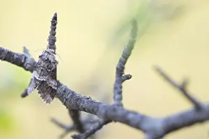 Images Dated 8th May 2020: Macro image of an insect in Germany
