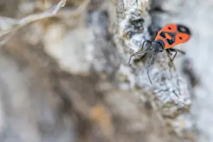 Macro image of an insect in Germany