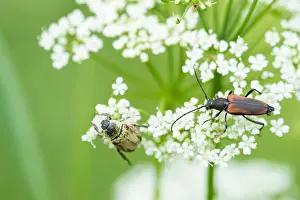 Images Dated 11th June 2020: Macro image of an insect in Germany