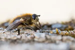 Images Dated 1st March 2020: Macro image of an insect in Germany
