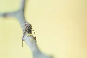 Images Dated 21st May 2020: Macro image of an insect in Germany
