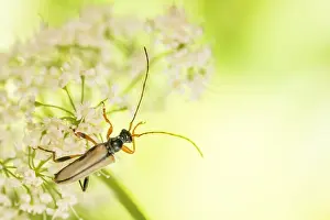 Images Dated 12th June 2020: Macro image of an insect in Germany