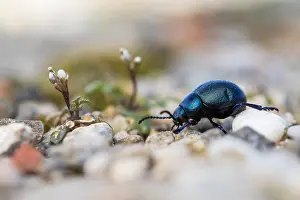 Images Dated 22nd February 2020: Macro image of an insect in Germany