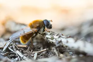 Images Dated 6th April 2020: Macro image of an insect in Germany
