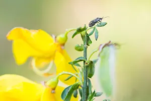 Images Dated 4th May 2020: Macro image of an insect in Germany