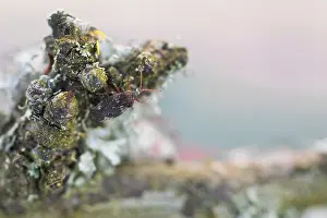 Images Dated 2nd April 2020: Macro image of an insect in Germany