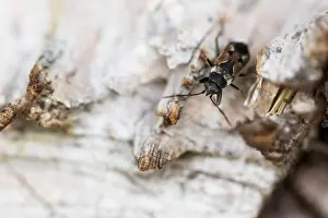 Images Dated 20th March 2020: Macro image of an insect in Germany