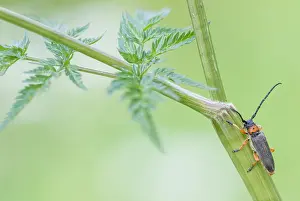 Images Dated 9th May 2020: Macro image of an insect in Germany