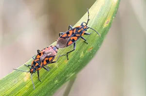 Images Dated 26th April 2020: Macro image of an insect in Germany
