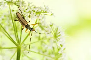 Images Dated 12th June 2020: Macro image of an insect in Germany