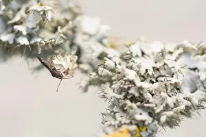 Images Dated 2nd April 2020: Macro image of an insect in Germany