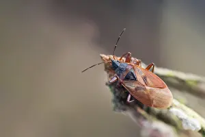 Images Dated 22nd February 2020: Macro image of an insect in Germany