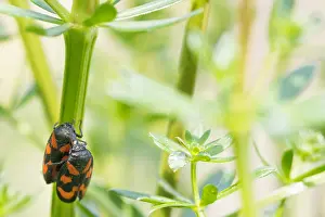 Images Dated 19th April 2020: Macro image of an insect in Germany