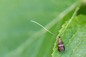 Images Dated 7th May 2020: Macro image of an insect in Germany