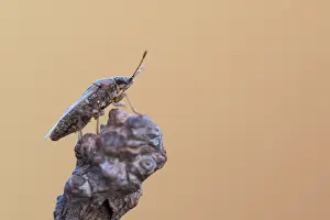 Images Dated 20th March 2020: Macro image of an insect in Germany