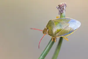 Images Dated 20th March 2020: Macro image of an insect in Germany