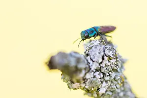 Images Dated 6th May 2020: Macro image of an insect in Germany