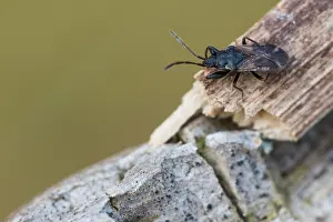Images Dated 20th March 2020: Macro image of an insect in Germany