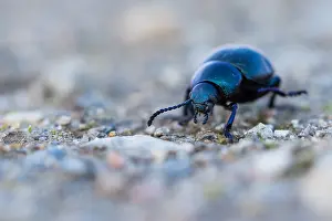 Images Dated 22nd February 2020: Macro image of an insect in Germany