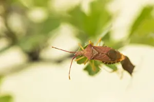 Images Dated 21st May 2020: Macro image of an insect in Germany